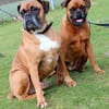 Liebes Boxerpärchen sucht Rentnerplatz