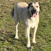 Kangal Sandra sucht Körbchen