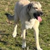 Kangal Sandra sucht Körbchen