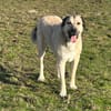 Kangal Sandra sucht Körbchen