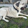 Kangal Sandra sucht Körbchen