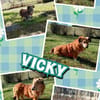 kleine süße Vicky auf PS in 90562