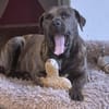 Mogli - Cane Corso-Mix in PLZ 49610