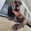Mogli - Cane Corso-Mix in PLZ 49610