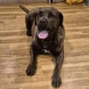 Mogli - Cane Corso-Mix in PLZ 49610