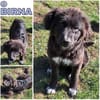 BIRNA -rundum tolles Hundekind-