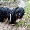 Freddy, ca. 2 Jahre, sucht liebe Familie