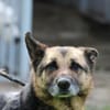 Petunia - dringend Zuhause gesucht
