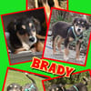 Welpenjunge Brady auf PS in 90443