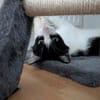 Unser Kuschelkater und Charmeur Felix