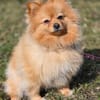 Pomeranian sucht tolle Menschen