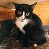 Oreo - ruhige Katze sucht dich!