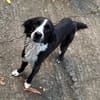 JAPPY, Femelle croisée Border Collie
