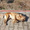 Leo - ein Traumhund sucht sein Zuhause