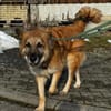 Imposanter Koda sucht Zuhause