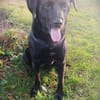 Labrador(mix?) Ivar aus 46499 Hamminkeln