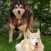 Husky-Mix LEXY sucht Anschluss