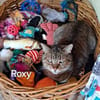 FOXY & ROXY - suchen neue Heimat.....