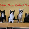 Calvin, Clark, Curtis & Chucky