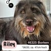 Unkomplizierter RILEY sucht Liebe