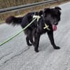 BAKU - geb.ca. 04/2022 - Hütehund Mix
