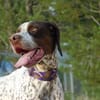 AZOR, un merveilleux Pointer (ok chat)