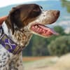 AZOR, un merveilleux Pointer (ok chat)
