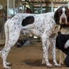 AZOR, un merveilleux Pointer (ok chat)