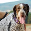 AZOR, un merveilleux Pointer (ok chat)