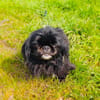 Maggie eine zauberhafte Pekingese Mix