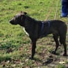 Porthos1 sucht ein Zuhause