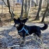 NELLO, Traumhund sucht Traumzuhause