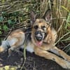 Sara, Traumhund mit Handicap