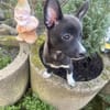 Chihuahua Mix Frodo sucht Körbchen