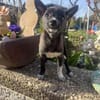 Chihuahua Mix Frodo sucht Körbchen