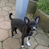 Chihuahua Mix Frodo sucht Körbchen