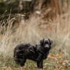 Mogli - sensibler Hund sucht Zuhause