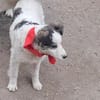 Ray, kleiner Hundemann sucht Zuhause