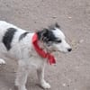 Ray, kleiner Hundemann sucht Zuhause
