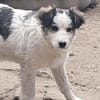 Ray, kleiner Hundemann sucht Zuhause