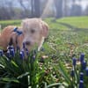 Freddy - liebevoller Terrier-Mix 🍀