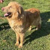 Sanftet Golden Retrievermischling