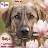 Die liebe 💕Raija 💕sucht ihre Menschen