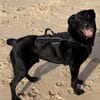 Zorro Labrador Mix Rüde 10Jahre in 72762