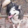 SKATT * freundliche Husky-Mix-Dame