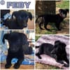 FEBY -sucht ein ruhiges Zuhause-