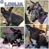 LONJA -Sucht ein ruhiges Zuhause-