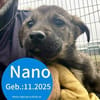 Nano sucht sein Für-Immer-Zuhause!