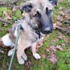Scheues Hundekind Lucy sucht Heimat