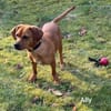 Kleine Ally - Mini Ridgeback